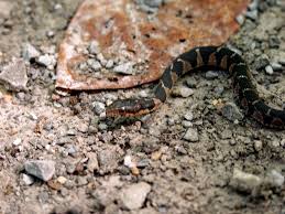 Attēlu rezultāti vaicājumam “Reticularia jurana young”