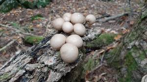 Attēlu rezultāti vaicājumam “Lycoperdon pyriforme young”