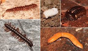 Attēlu rezultāti vaicājumam “Polyzonium germanicum”