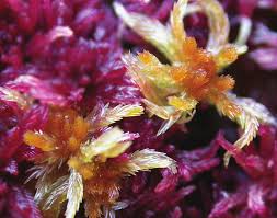 Attēlu rezultāti vaicājumam “Sphagnum balticum”