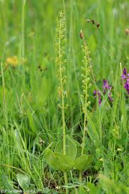 Attēlu rezultāti vaicājumam “Listera ovata”