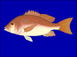 Image result for Lutjanus campechanus