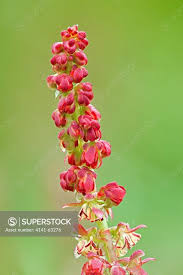 Attēlu rezultāti vaicājumam “Rumex acetosa flower”