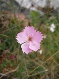 Image result for Steinnelke