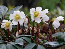 Attēlu rezultāti vaicājumam “Helleborus niger flower”