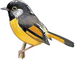 Attēlu rezultāti vaicājumam “Fuligo luteonitens macro”