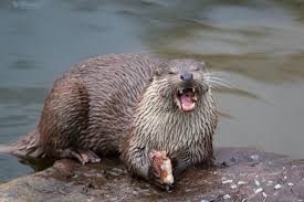 Attēlu rezultāti vaicājumam “Lutra lutra”
