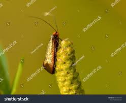 Attēlu rezultāti vaicājumam “Nemophora metallica”