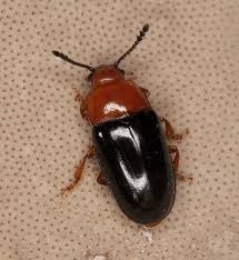 Attēlu rezultāti vaicājumam “Triplax russica”