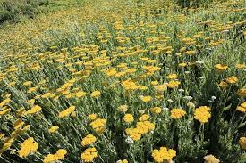 Image result for Achillea filipendulina