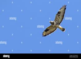 Attēlu rezultāti vaicājumam “Buteo lagopus”