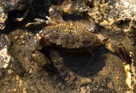 Image result for Eriphia verrucosa