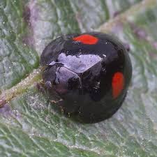 Attēlu rezultāti vaicājumam “Chilocorus renipustulatus”