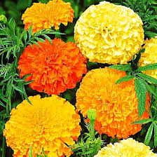 Attēlu rezultāti vaicājumam “Tagetes flower”