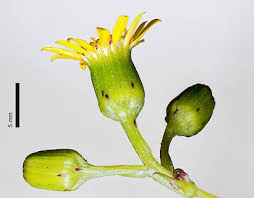 Attēlu rezultāti vaicājumam “Senecio vernalis bud”