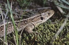 Attēlu rezultāti vaicājumam “Lacerta agilis”