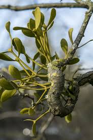 Attēlu rezultāti vaicājumam “Viscum album”