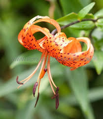 Attēlu rezultāti vaicājumam “Diderma tigrinum young”