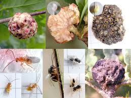 Attēlu rezultāti vaicājumam “Biorhiza pallida”