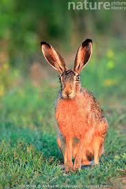 Attēlu rezultāti vaicājumam “Lepus europaeus”