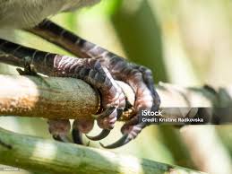 Attēlu rezultāti vaicājumam “Corvus cornix juvenile”