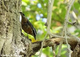 Image result for Sitta canadensis