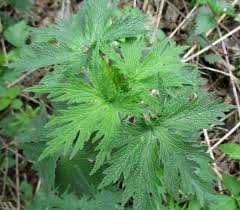 Attēlu rezultāti vaicājumam “Leonurus quinquelobatus leaf”