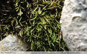 Attēlu rezultāti vaicājumam “Myurella julacea”