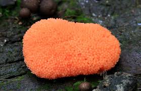 Attēlu rezultāti vaicājumam “Tubifera ferruginosa (subsp. ferruginosa) spores”
