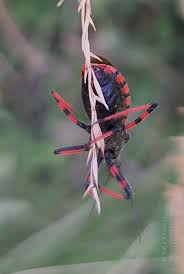 Attēlu rezultāti vaicājumam “Rhynocoris annulatus imago”