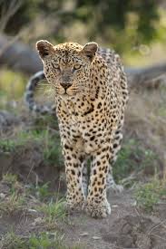 Attēlu rezultāti vaicājumam “Leporida”