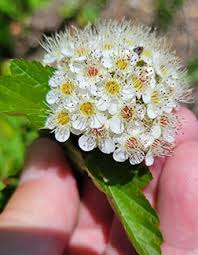 Attēlu rezultāti vaicājumam “Physocarpus opulifolius”
