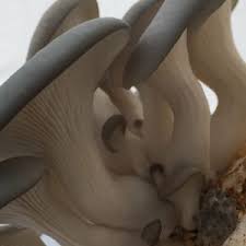 Attēlu rezultāti vaicājumam “Pleurotus ostreatus”