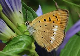 Attēlu rezultāti vaicājumam “Lycaena virgaureae underside”