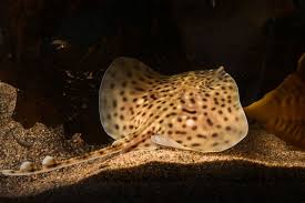 Image result for Raja montagui