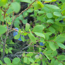 Attēlu rezultāti vaicājumam “Vaccinium uliginosum leaf”