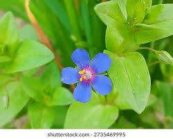 Image result for Anagallis arvensis