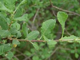 Attēlu rezultāti vaicājumam “Salix aurita”