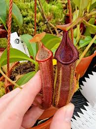 Attēlu rezultāti vaicājumam “Edwardsiana geometrica”