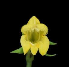 Attēlu rezultāti vaicājumam “Melampyrum sylvaticum”