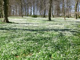 Image result for Buschwindröschen