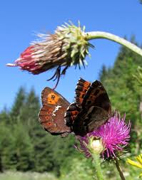 Attēlu rezultāti vaicājumam “Erebia ligea”