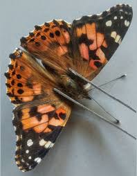 Attēlu rezultāti vaicājumam “Vanessa cardui”