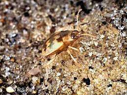 Attēlu rezultāti vaicājumam “Omophron limbatum”