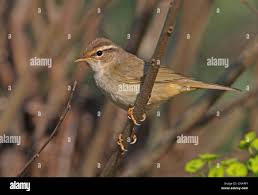 Image result for Phylloscopus schwarzi
