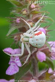 Attēlu rezultāti vaicājumam “Misumena vatia”