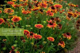 Image result for Gaillardia `Kobold`