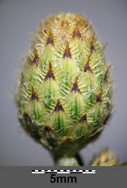 Attēlu rezultāti vaicājumam “Centaurea stoebe bud”