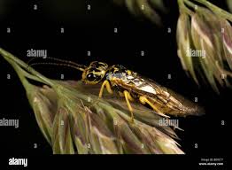 Attēlu rezultāti vaicājumam “Rhogogaster picta”