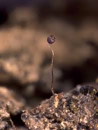 Attēlu rezultāti vaicājumam “Cribraria violacea macro”